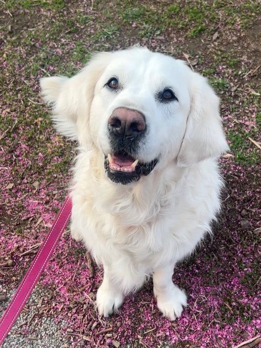 Environmental Allergies in Dogs: The Complete Owners Guide