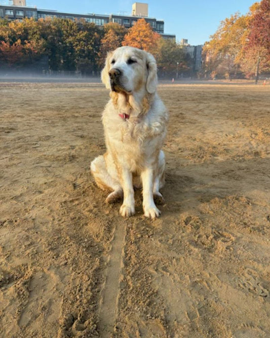 How Often Does My Dog Need a Bath? A Vet-Backed Guide