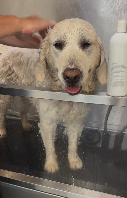 The Best Way to Bathe a Dog with Environmental Allergies (and Why Frequency Matters)