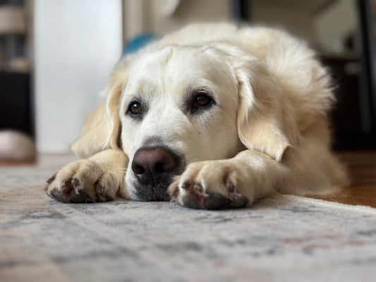 5 Things I Worry About With My Dog’s Allergy Treatment