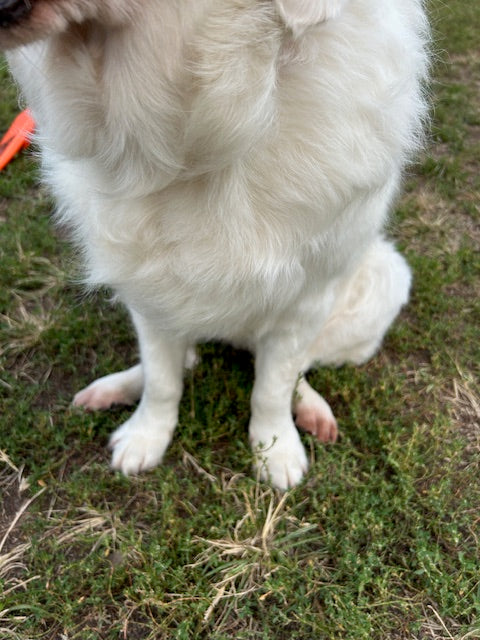 Managing a Dog's Environmental Allergies: What We’ve Tried (So Far)